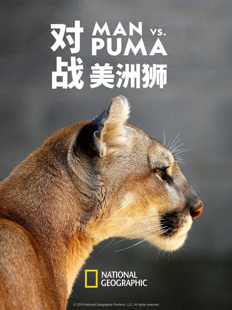 对战美洲狮封面图